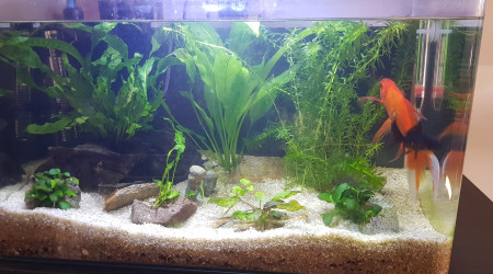 ça continue de pousser