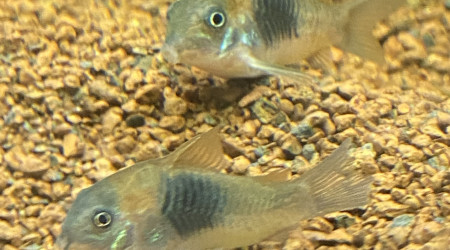 Corydoras venezuela orange
