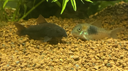 Corydoras venezuela