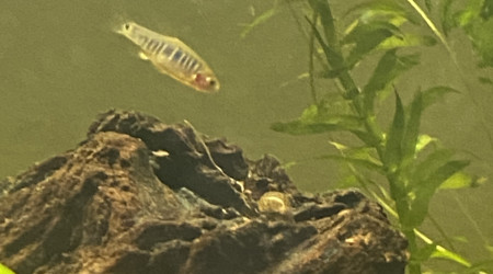 Microrasbora erythromycron  (Émeraude)