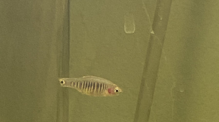 Microrasbora erythromycron  (Émeraude)