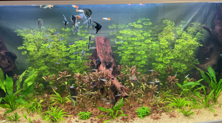 aquarium Amaz600