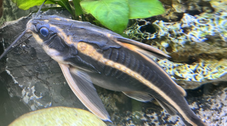 Grandis bien le pepère