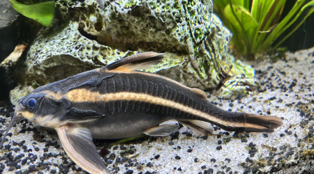 Grandis bien le pepère