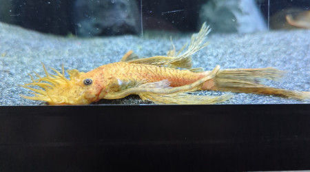 Ancistrus Super Red voile ( Mâle )