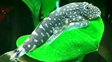 Gastromyzon punctulatus