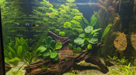 aquarium Juwel Lido 120