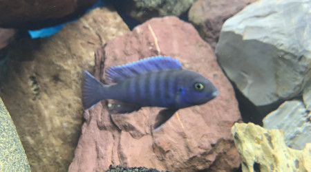 cynotilapia zebroides