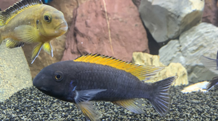 labeotropheus trewavasae