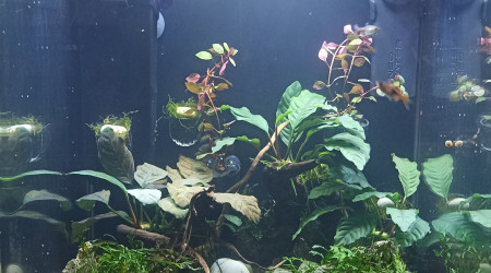 aquarium 60L