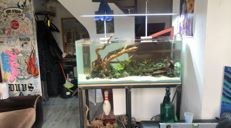 Hard scape et mise en eau