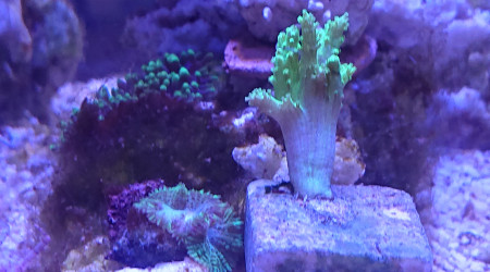 Bouture de sinaluria flebilix jaune fluo