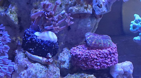 Clavularia et Discosoma