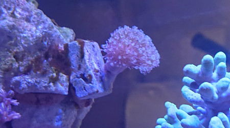 Bouture sarcophyton à longue polypes blanches