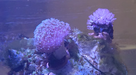 Sarcophyton et coraux cuir inconnu