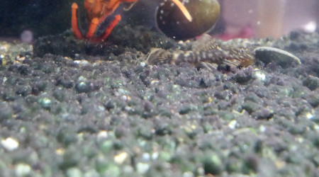 Repas d'un ancistrus