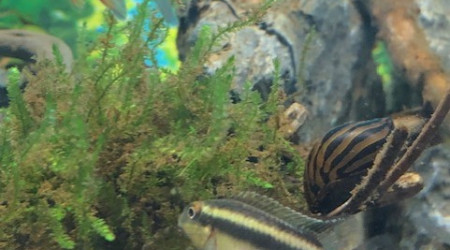 Pelmato Male et deux escargots Meritina