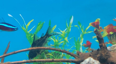 1 Corydoris 10 Néons