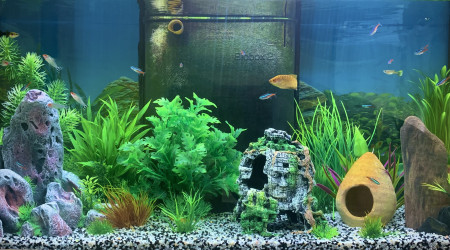 aquarium mon aquarium