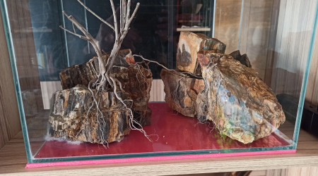 Fin du gros oeuvre, plus qu'à planter