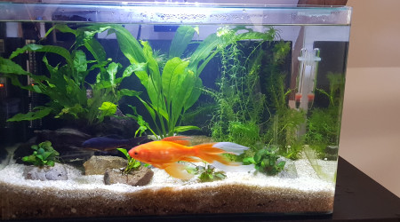 Renouvellement d'eau et petit nettoyage