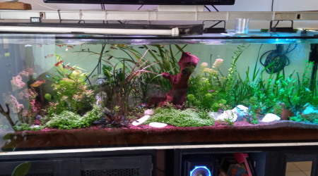 aquarium le 600 litres