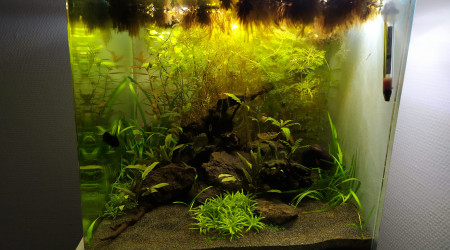 aquarium 55L