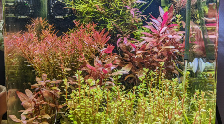 aquarium Nano Co2