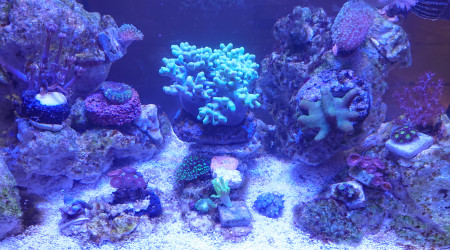 aquarium Pico Reef 30L 50x25x25