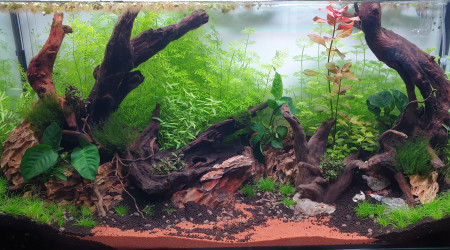 Semaine 5 (+Anubias)