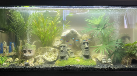 aquarium Ciano 80L