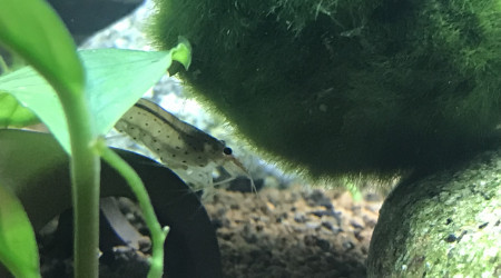 Evolution du Home 25