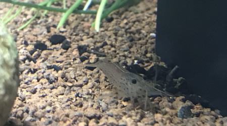 Evolution du Home 25