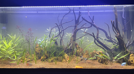 aquarium Asiat200