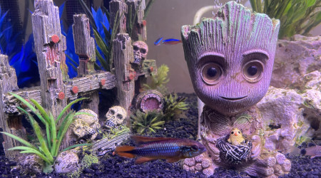 apistogramma agassizii