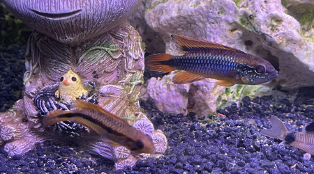 apistogramma agassizii En couple