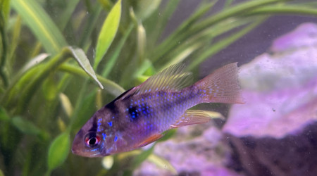 Mikrogeophagus ramirezi Femelle dit Louloutte