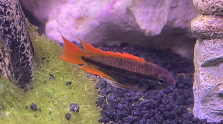 Apistogramma Cacatuiodes orange Mâle dit Rocker