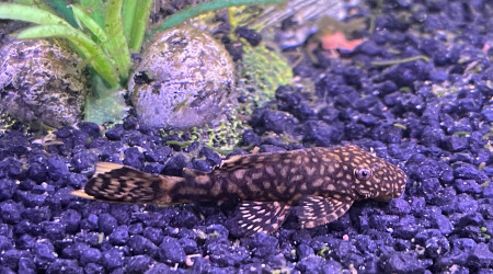 Ancistrus léopard dit Jean Pierre Paul Jacques