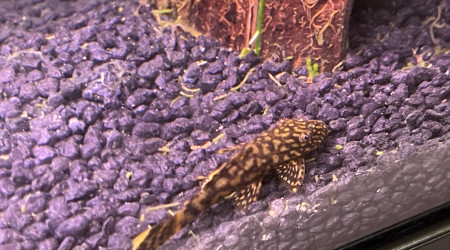 Ancistrus léopard dit Jean Pierre Paul Jacques