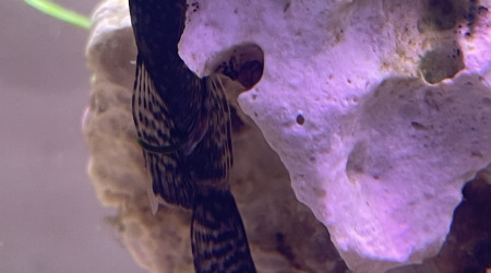 Ancistrus voile femelle dit Coco