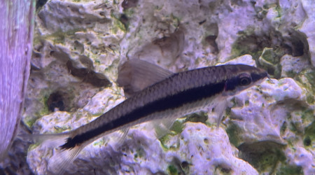 Barbeau femelle ? Dit barbe noire