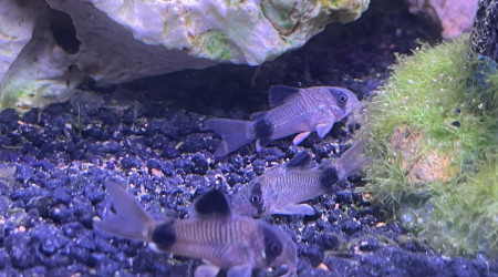 Corydoras Panda dit  Meilin Lee Po et Ranma