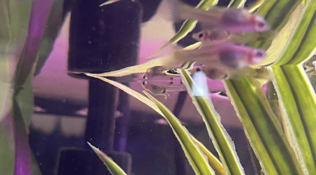 Guppys