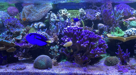 aquarium Mon ptit bout de récif