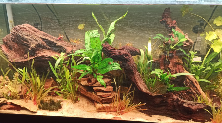 100L Diminutus - MAJ Photos