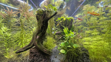 Taille  après deux mois d’absence