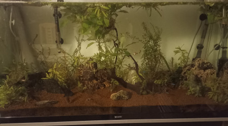 aquarium Aquarium