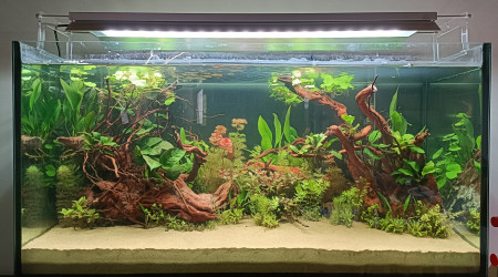 aquarium Amazonien plante