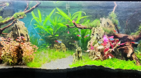 aquarium 2.0